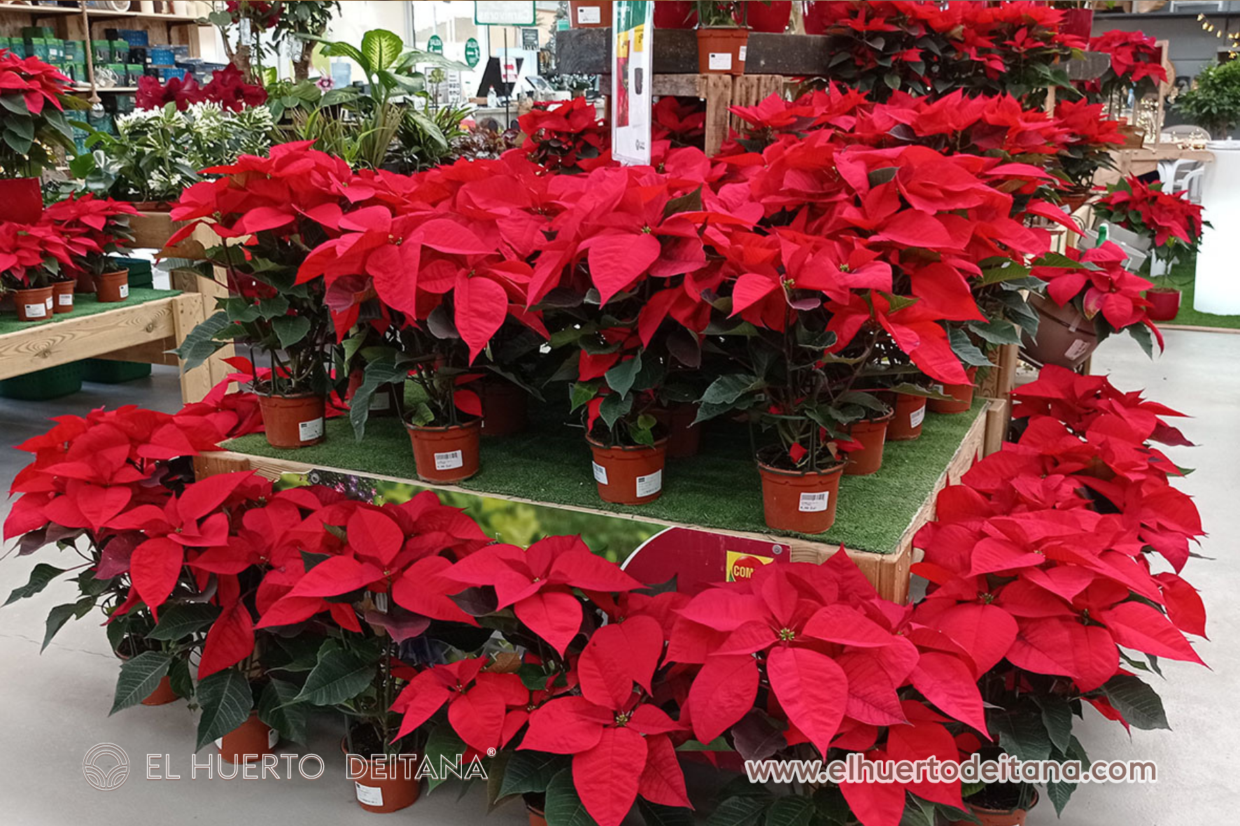 Mesa con poinsettias